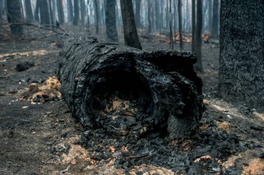 Avustralya 'daki çalı yangını sonrası: Ateş fırtınasından zarar gören yanan okaliptüs ağaçları
