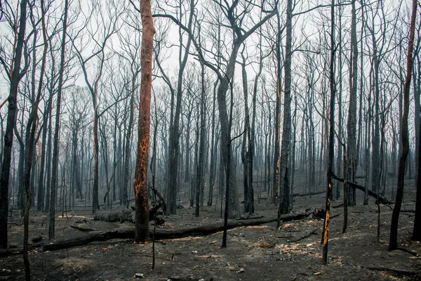 オーストラリアの森林火災の余波:火災によるユーカリの木の焼失 — ストック写真