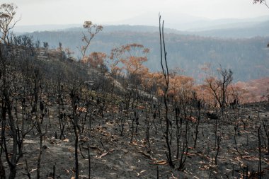 Sydney, Avustralya 2019-12-10 Avustralya çalı yangını: Sarı duman bulutunun içinden şehir manzarası. Sağlıksız hava koşulları.