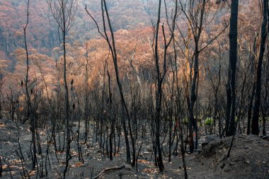 Sydney, Avustralya 2019-12-10 Avustralya çalı yangını: Sarı duman bulutunun içinden şehir manzarası. Sağlıksız hava koşulları.