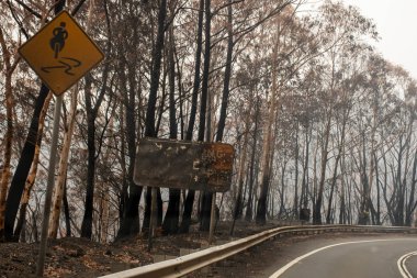 Avustralya çalı yangınları: yanmış yol işareti ve Blue Mountains yolunun yanındaki okaliptüs ağacı.