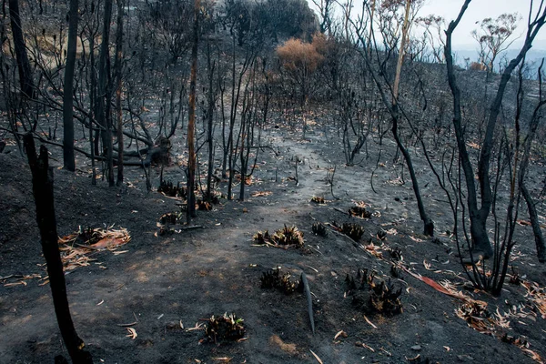 Australian bushfire aftermath: burnt eucalyptus trees suffered from a wildfire and black sole — Stock Photo, Image