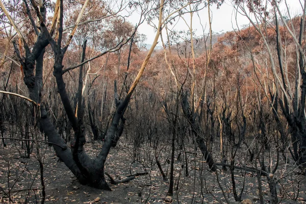 Australian bushfires: half burnt eucalyptus trees at Blue Mountains — Stock Photo, Image