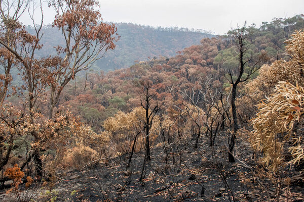 Australian bushfires: eucalyptus trees leaves became brown after survival in extremely heat of bushfire and those evergreen plants look like autumn trees in a middle of the summer.