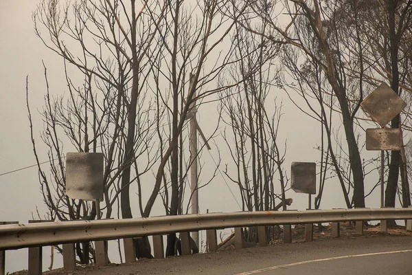 Australische bosbranden: Verbrand verkeersbord en eucalyptusboom bij de weg bij Blue Mountains. — Stockfoto