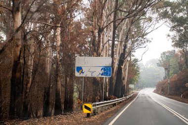 Avustralya çalı yangınları: yanmış yol işareti ve Blue Mountains yolunun yanındaki okaliptüs ağacı.