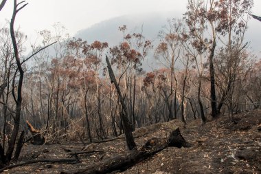 Avustralya 'daki orman yangınları sonrası yangından zarar gören okaliptüs ağaçları