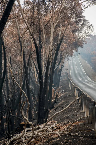 Australische bosbranden: verbrande eucalyptusboom langs de weg bij Blue Mountains. — Stockfoto