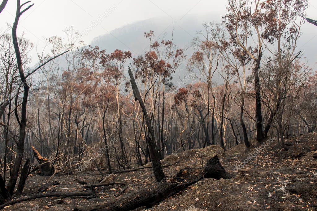 Australian bushfires aftermath: burnt eucalyptus trees damaged by the fire