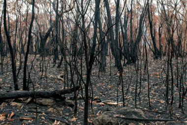 Avustralya 'daki orman yangınları sonrası yangından zarar gören okaliptüs ağaçları