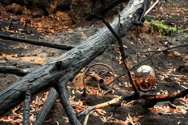 Buschbrände in Australien: Verbrannter Eukalyptusbaum und versengter Gasballon durch Feuer beschädigt — Stockfoto