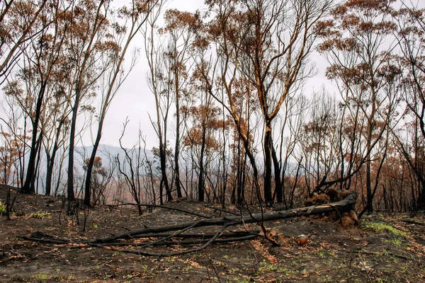 Buschbrände in Australien: Verbrannte Eukalyptusbäume durch Feuer beschädigt — Stockfoto