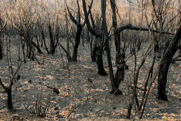 Australian bushfires aftermath: burnt eucalyptus trees damaged by the fire — Stock Photo, Image