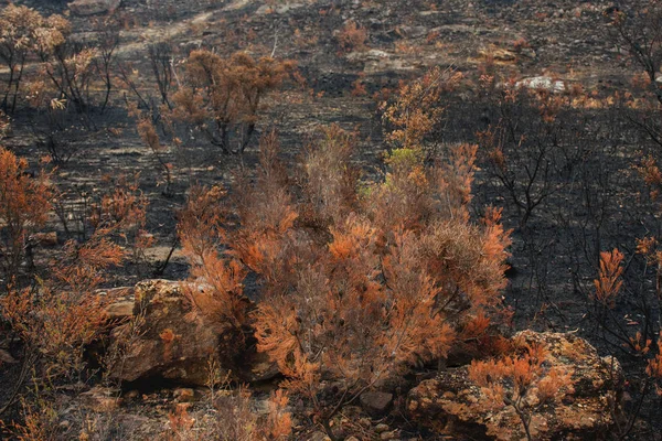 Australian bushfires aftermath: scorched earth after the grassfire and leaves which became orange because of extremely high temperature — Stock Photo, Image