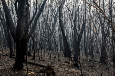 Avustralya 'daki orman yangınları sonrası yangından zarar gören okaliptüs ağaçları