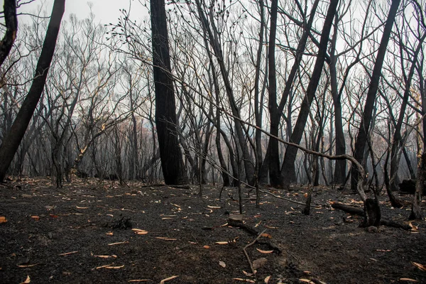 Incendios forestales australianos después: eucaliptos quemados dañados por el fuego — Foto de Stock