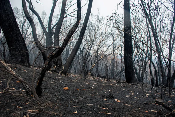 Buschbrände in Australien: Verbrannte Eukalyptusbäume durch Feuer beschädigt — Stockfoto