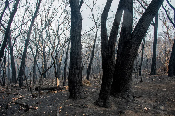 Australian bushfires aftermath: burnt eucalyptus trees damaged by the fire — Stock Photo, Image