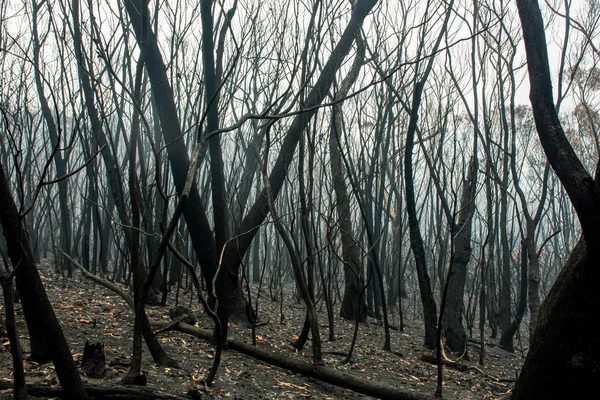 Buschbrände in Australien: Verbrannte Eukalyptusbäume durch Feuer beschädigt — Stockfoto