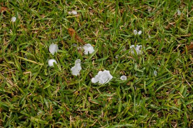 Sidney, Avustralya 'daki şiddetli fırtınadan sonra yeşil çimlerin üzerinde büyük dolu yağışları var.