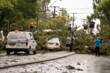 Miranda, Avustralya 2020-01-20 Şiddetli dolu nedeniyle arabaların üzerine düşen bir ağacı araştıran insanlar. Kiora Bulvarı 'ndaki olay yerine ambulans ve polis geldi..