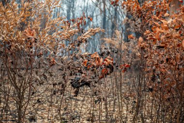 Avustralya orman yangınlarından sonra yeşil yapraklar yanmış veya kahverengi turuncuya dönüşmüştür.