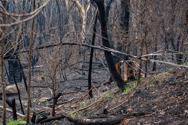 Australian bushfires aftermath: burnt eucalyptus trees damaged by the fire — Stock Photo, Image