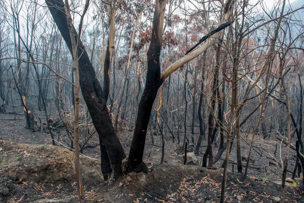 Australian bushfires aftermath: burnt eucalyptus trees damaged by the fire — Stock Photo, Image