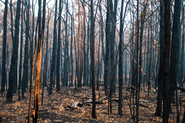 Incendios forestales australianos después: eucaliptos quemados dañados por el fuego — Foto de Stock
