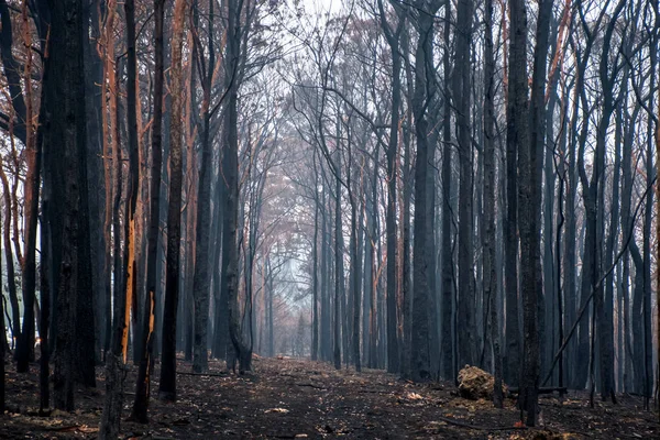 Australische bosbranden nasleep: verbrande eucalyptusbomen beschadigd door het vuur — Stockfoto