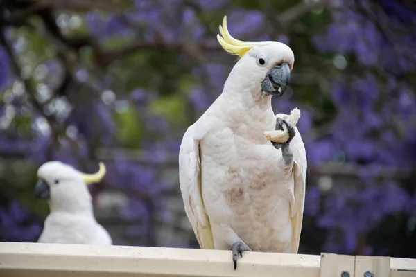 Svavel-crested cockatoo sitter på ett staket hålla bit bröd med vackra blommande jacaranda träd på bakgrunden. Djurliv i städerna — Stockfoto