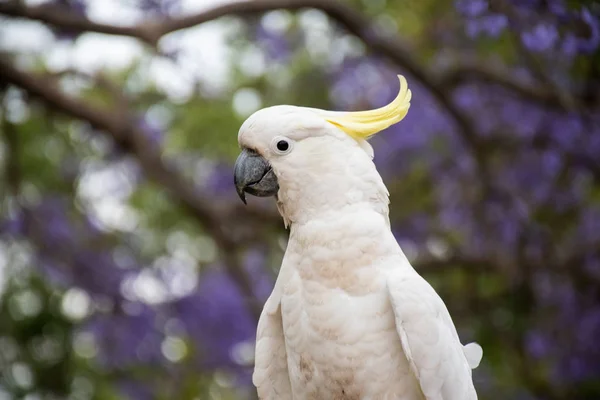 Cacatúa de cresta de azufre sentada en un hermoso árbol de jacaranda en flor . — Foto de Stock