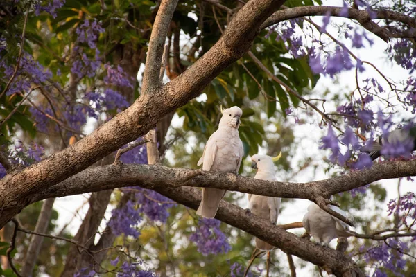 Cacatúa de cresta de azufre sentada en un hermoso árbol de jacaranda en flor . — Foto de Stock