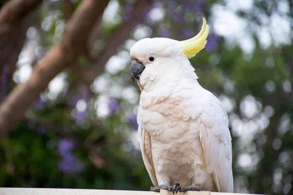 Cacatua de crista de enxofre sentado em uma cerca com bela árvore jacarandá florescendo no fundo. Vida selvagem urbana — Fotografia de Stock