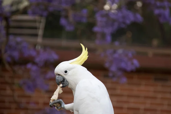 Cacatua di zolfo che mangia pane con un bellissimo albero di jacaranda in fiore sullo sfondo . — Foto Stock