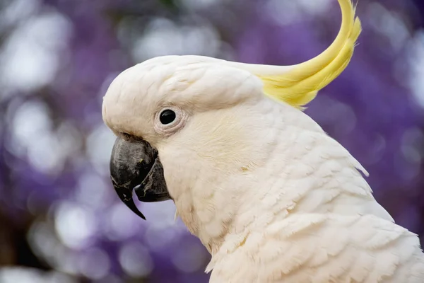 バックグラウンド上の美しい開花ジャカランダの木と硫黄で覆われたコカトゥーが閉じます. — ストック写真