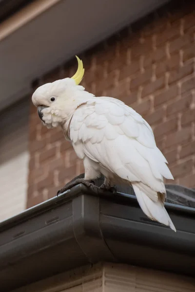 Sulphur-crested cockatoo sitting on a roof corner — Stock Photo, Image