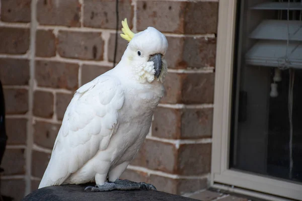 Cacatúa de cresta de azufre sentada cerca de la ventana y la pared de ladrillo —  Fotos de Stock