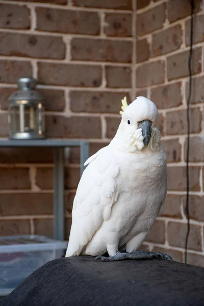 Cacatúa de cresta de azufre sentada cerca de la pared de ladrillo — Foto de Stock