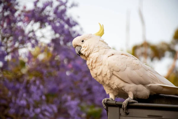 一只长着硫磺的鹦鹉坐在屋顶上，背靠着一棵美丽的盛开的紫罗兰花树. — 图库照片