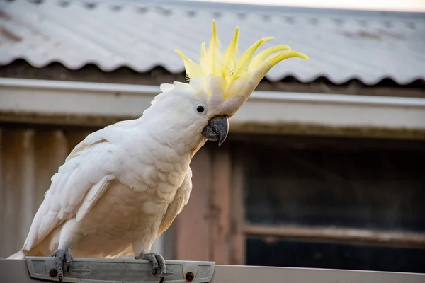 Curiosa cacatúa de cresta de azufre sentada en la valla con cresta abierta —  Fotos de Stock