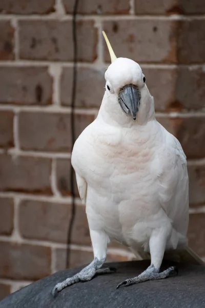 Svavel-crested cockatoo sitter nära tegelväggen — Stockfoto