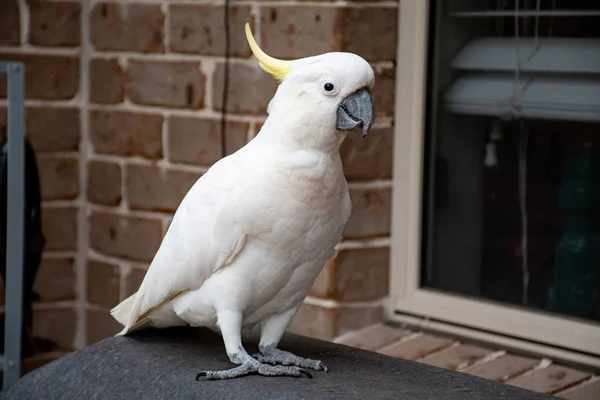 Sulphur-crested cockatoo sitting near the window and the brick wall — Stock Photo, Image