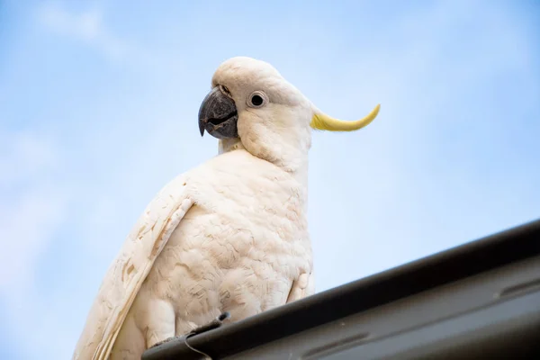 Curious sulphur-crested cockatoo looking down from the roof — Stock Photo, Image