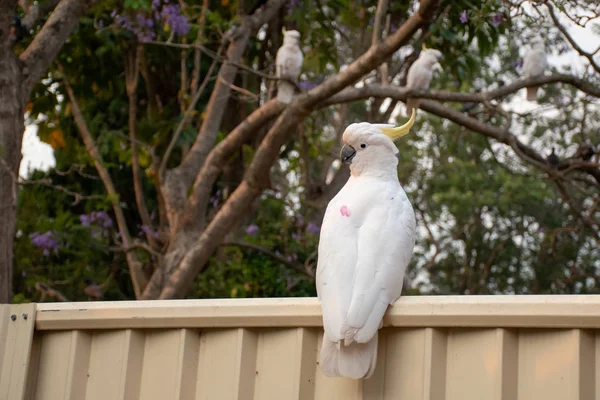 Curiosa cacatúa de cresta de azufre sentada en la valla del patio trasero —  Fotos de Stock