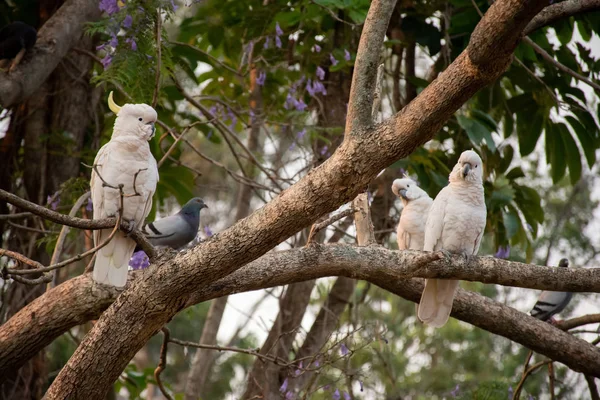 Cacatoès à crête de soufre assis sur une branche de jacaranda — Photo