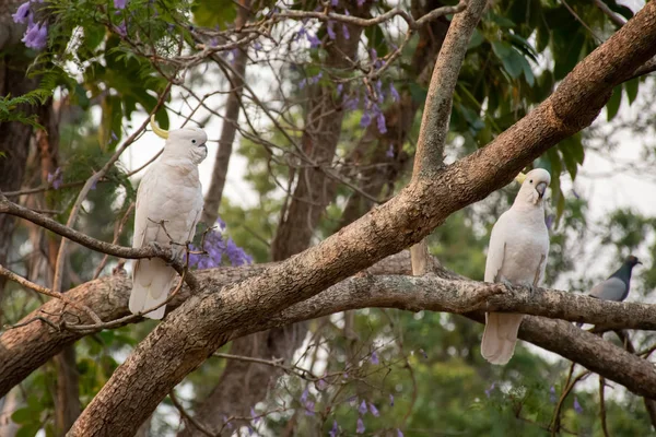 Серохохлые какаду сидят на ветке дерева джакаранды — стоковое фото