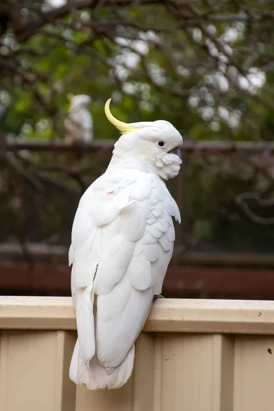 Curiosa cacatúa de cresta de azufre sentada en la valla del patio trasero —  Fotos de Stock