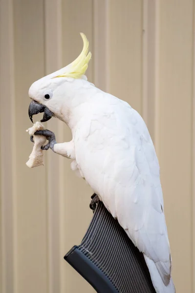 Nyfiken svavel-crested cockatoo sitter på fåtöljen och äter en bit bröd — Stockfoto
