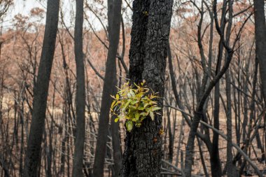 Avustralya çalı yangınları sonrası: okaliptüs ağaçları ciddi yangın hasarından sonra iyileşiyor. Okaliptüs hayatta kalabilir ve kabuklarının altındaki tomurcuklardan yeniden filizlenebilir ya da ağacın dibindeki bir lignotuber 'dan..